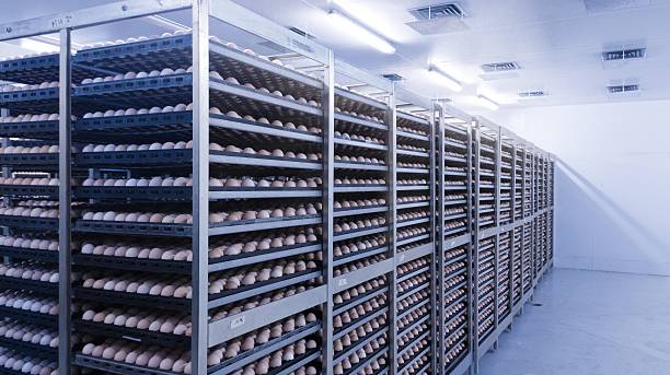 Egg Cold Storage Facility